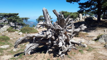 Un tronc d arbre